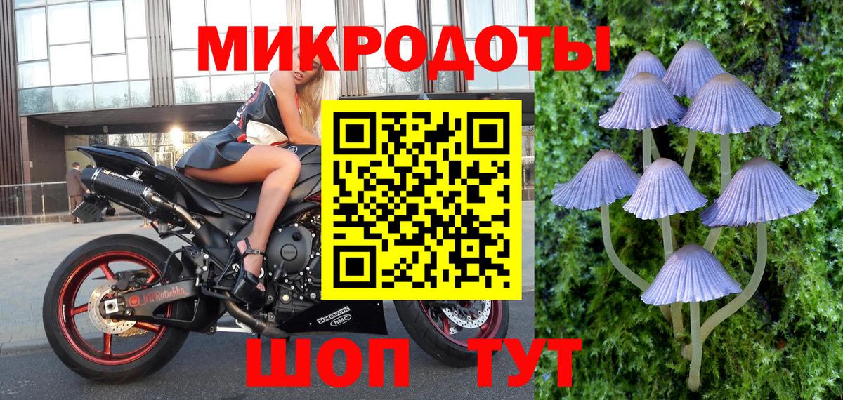 Псилоцибиновые грибы Psilocybe Туапсе